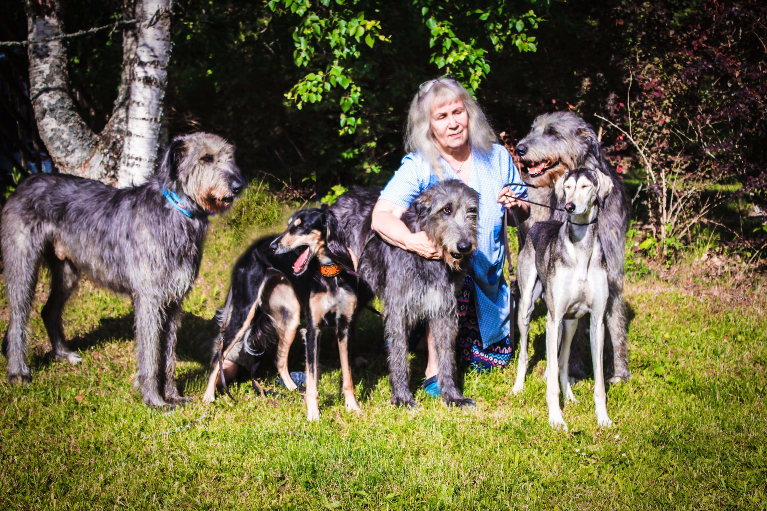 Kuvassa on Helena Perttula. Kuvassa on myös viisi koiraa. Kuva on otettu ulkona. Helenalla on vaaleat hiukset ja siniset vaatteet.